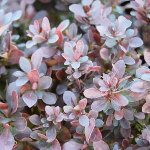 Berberis thunbergii f. atropurpurea 'Atropurpurea Nana' 10-15 cm